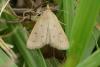 Achyra nudalis